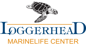 loggerhead marinelife center logo 1