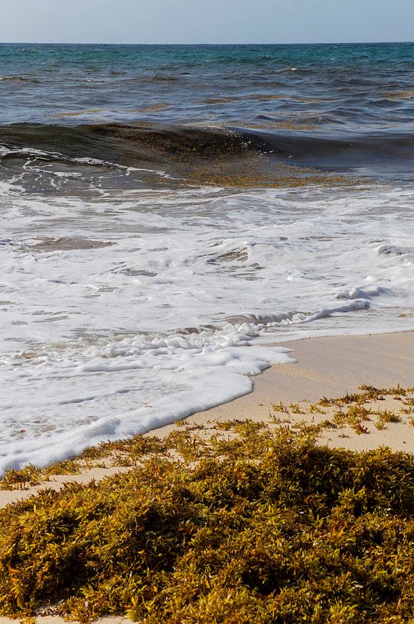 Sargasso_Seaweed_with_waves_and_sandy_beach